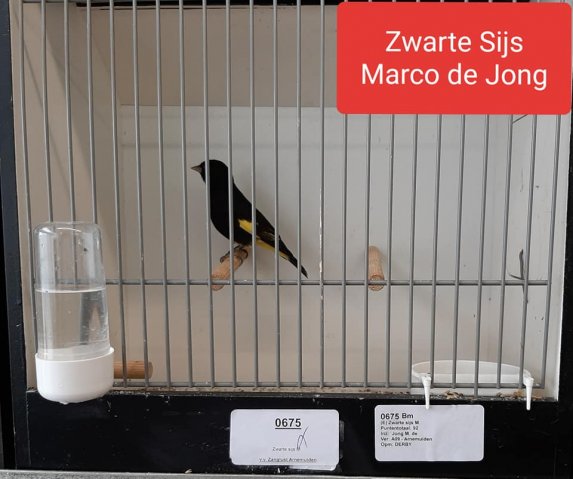 marco de jong 